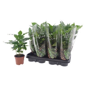COFFEA ARABICA