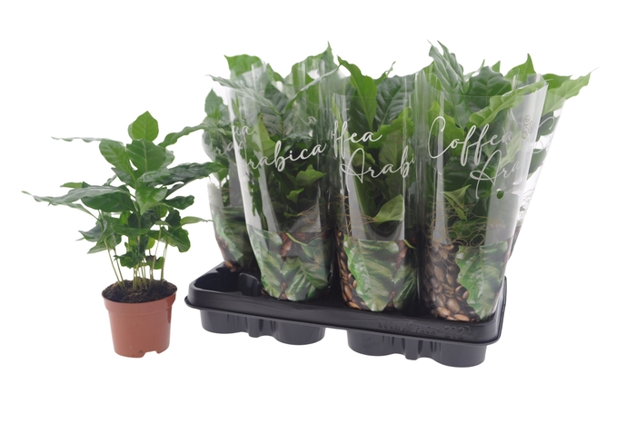 <h4>COFFEA ARABICA</h4>
