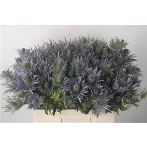 Eryngium Alpinum