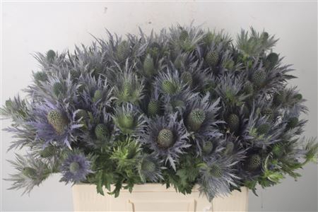 <h4>Eryngium Alpinum</h4>