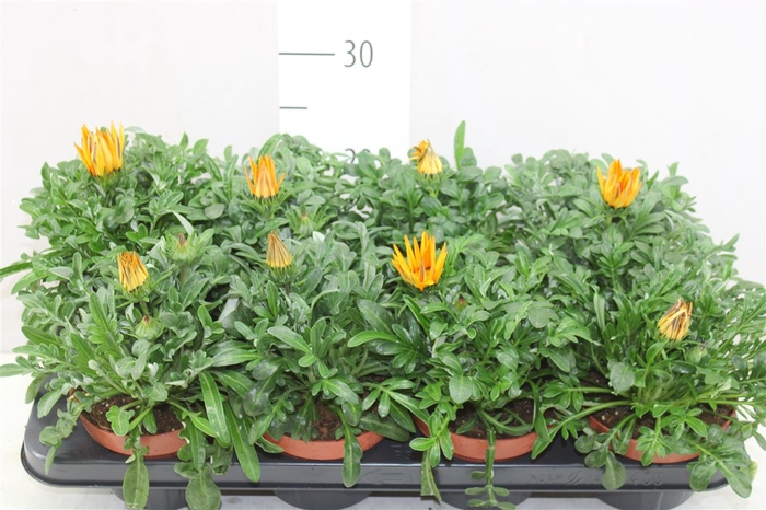 Gazania Big Kiss Orange