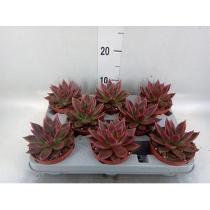 Echeveria   ...