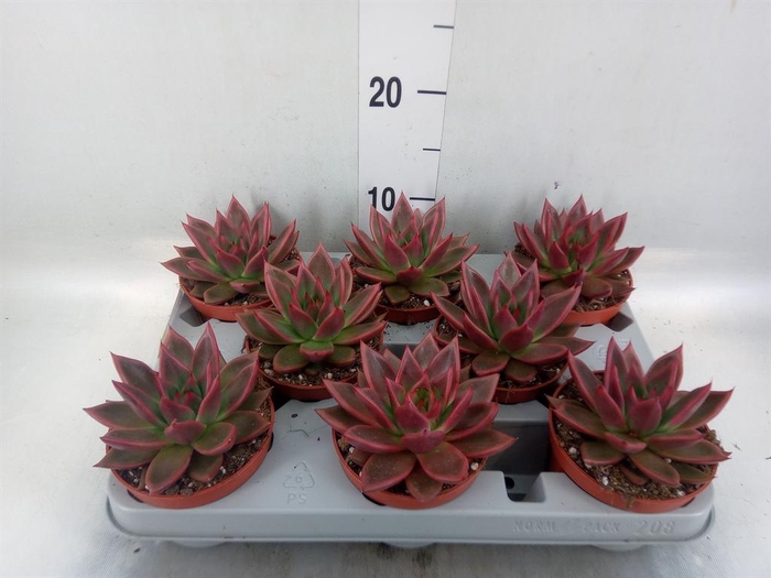 <h4>Echeveria   ...</h4>