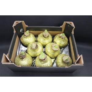 Amaryllis Topline Goud