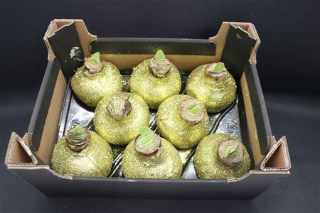 <h4>Amaryllis Topline Goud</h4>