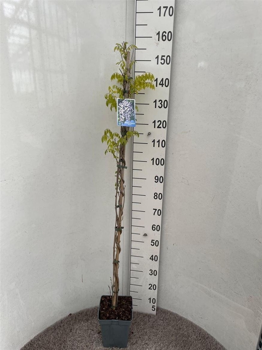 <h4>Wist Fl Domino</h4>