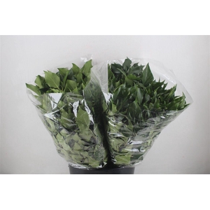 Hedera Leaves 200gr P Bunch