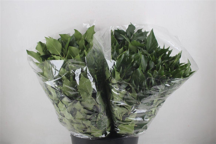 <h4>Hedera Leaves 200gr P Bunch</h4>