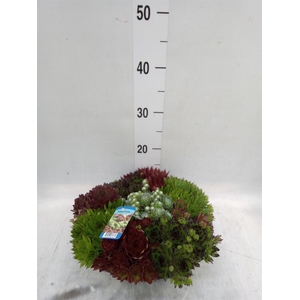 Sempervivum   ...