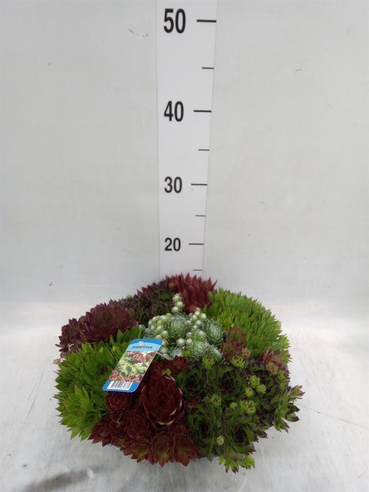 <h4>Sempervivum   ...</h4>