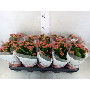 Kalanchoe blos. 'RosDon Victorio'