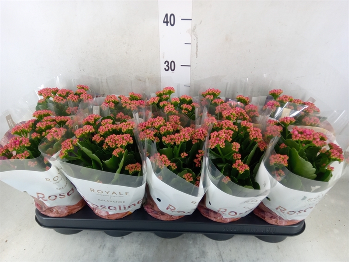 <h4>Kalanchoe blos. 'RosDon Victorio'</h4>
