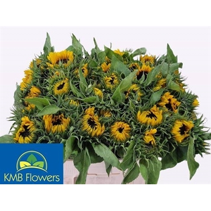 HELIAN AN SUNRICH OR