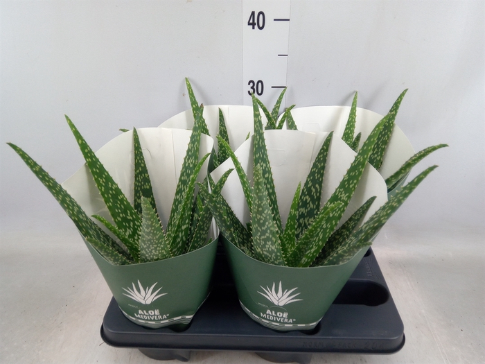 <h4>Aloe  'Tropical'</h4>