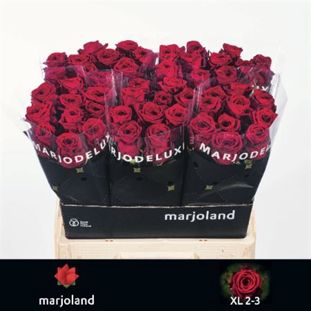 <h4>Rosa grootbloemig Red Naomi!</h4>
