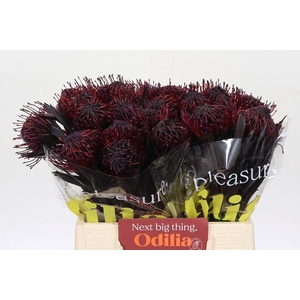 Nutans Painted Aubergine