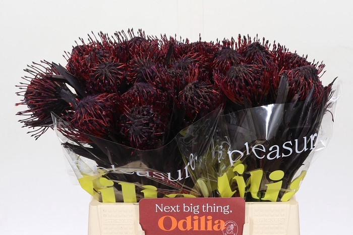 <h4>Nutans Painted Aubergine</h4>