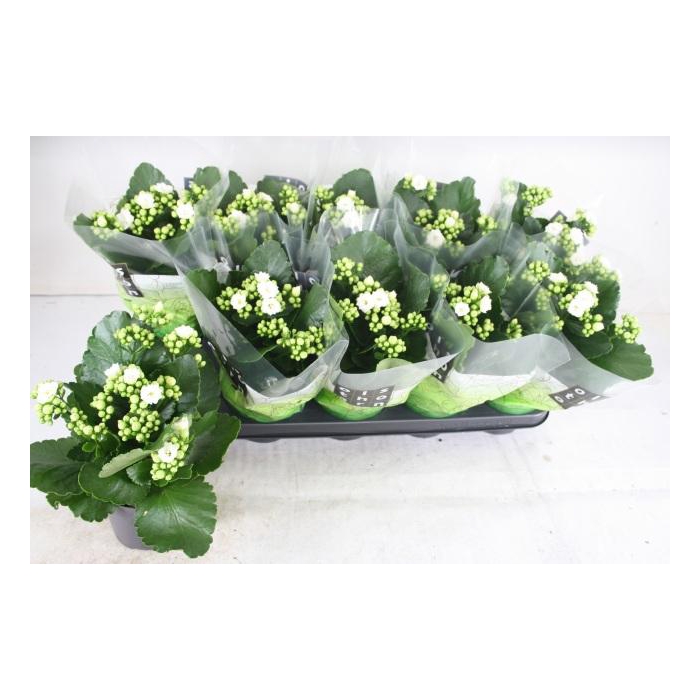 <h4>KAL GE WHITES WHITE</h4>