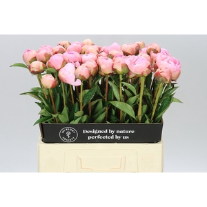 Paeonia Alber Crousse A2