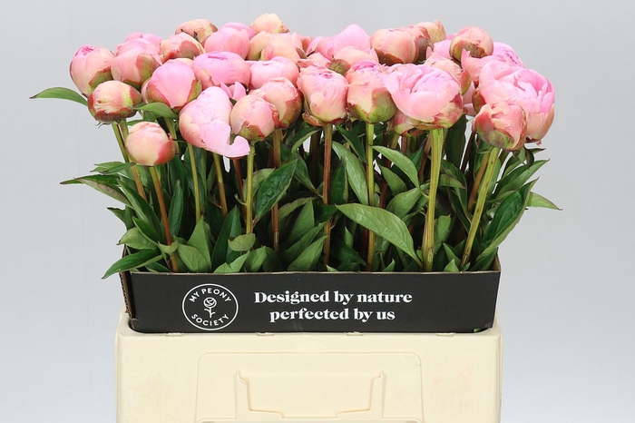 <h4>Paeonia Alber Crousse A2</h4>