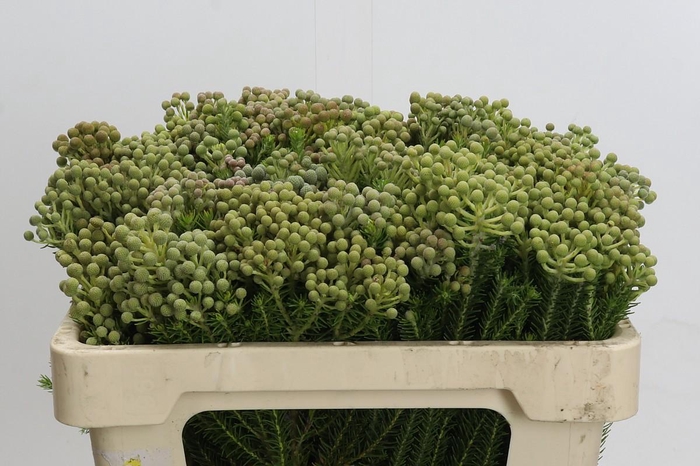 <h4>Cape Green Palacea</h4>