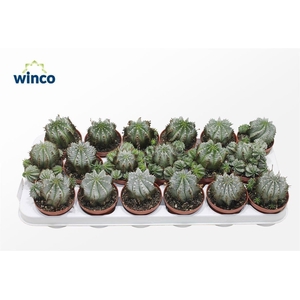 Euphorbia Horrida Alba