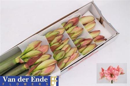 <h4>Hipp Dg Pink Glory</h4>