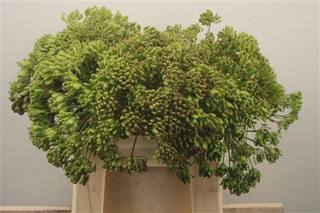 <h4>Foeniculum Vulgare</h4>