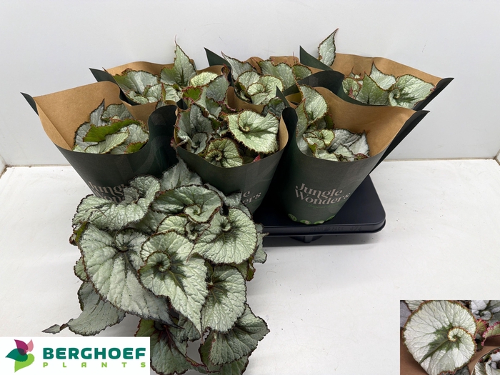 <h4>BEG REX ESCARGOT</h4>