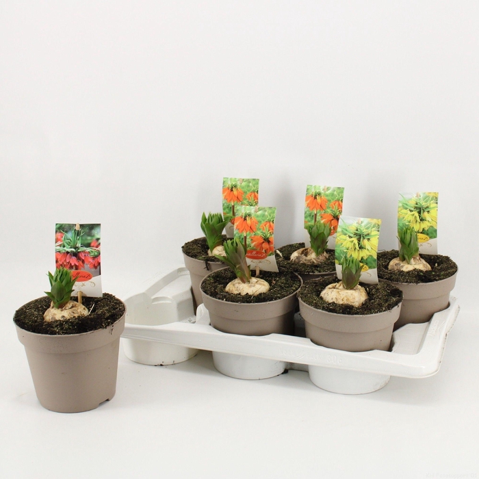 <h4>FRIT IMP AURORA</h4>