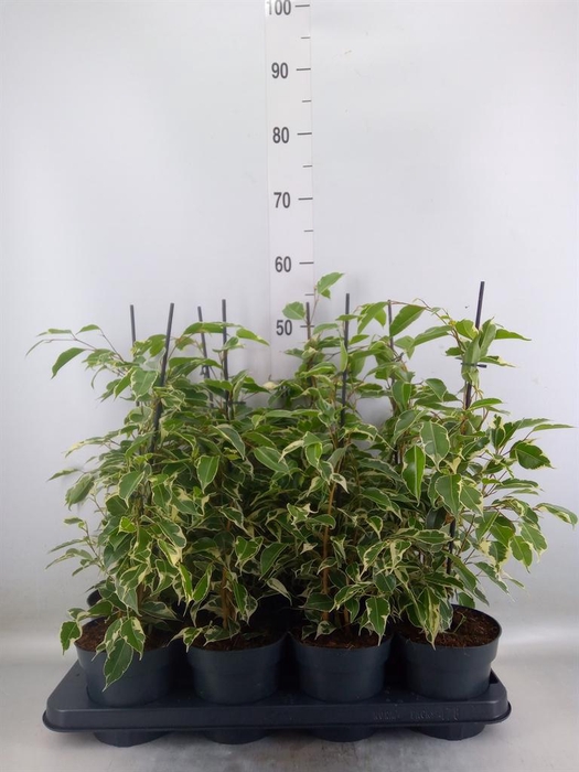 <h4>Ficus benja. 'Twilight'</h4>