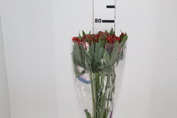 <h4>ALSTROEMERIA CINNAMON 080 CM</h4>