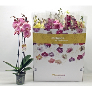 PHAL GEM 10 KL