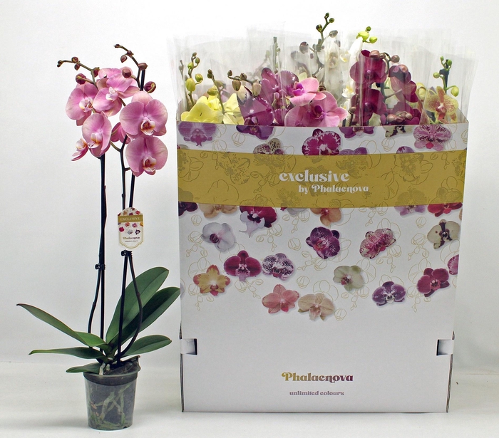 <h4>PHAL GEM 10 KL</h4>