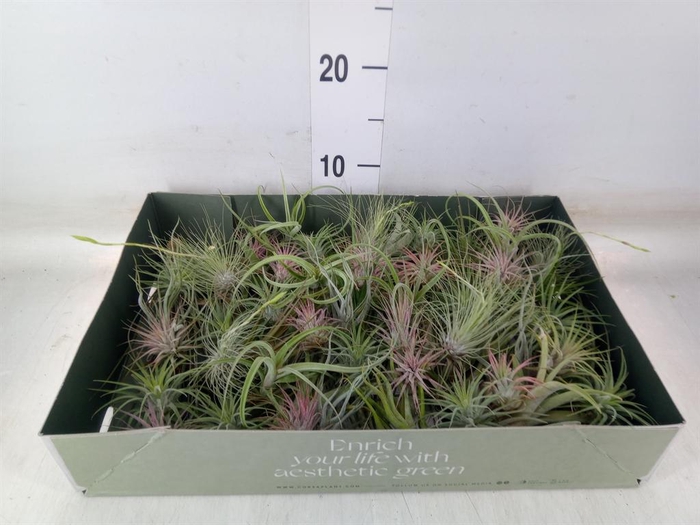 <h4>Tillandsia</h4>
