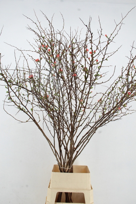 <h4>CHAENOMELES SUPERBA</h4>