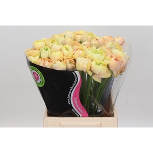 Ranunculus Clooney Gran Pastel