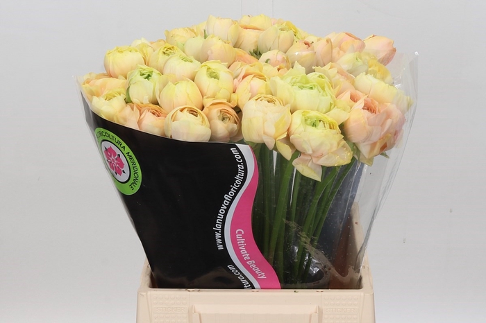 Ranunculus Clooney Gran Pastel