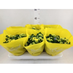 Kalanchoe blos. 'Piaff'