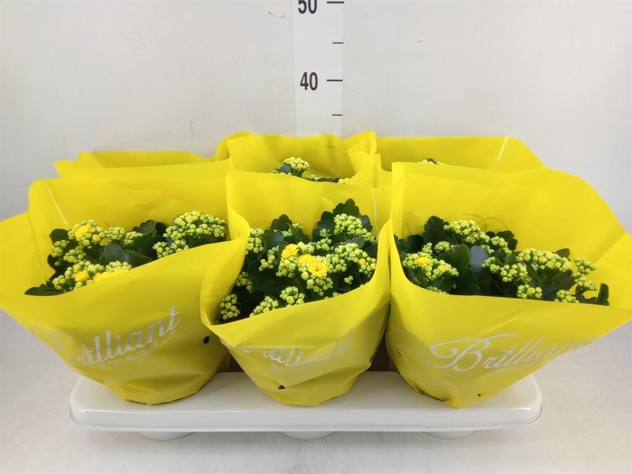 <h4>Kalanchoe blos. 'Piaff'</h4>