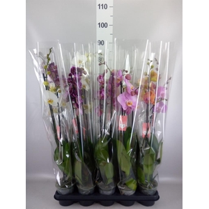 Phalaenopsis   ...mix  5