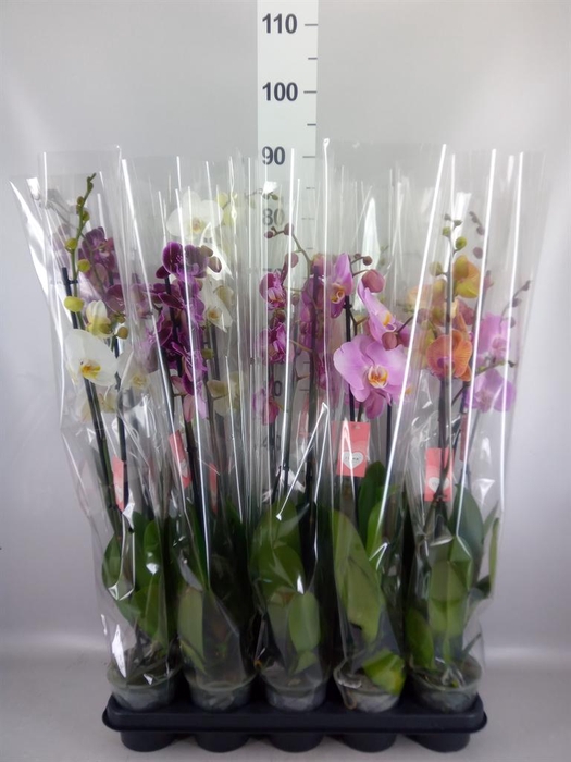 <h4>Phalaenopsis   ...mix  5</h4>