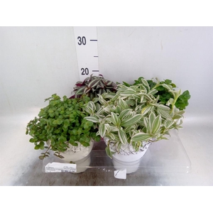 Arr. Kamerplant Groen L%
