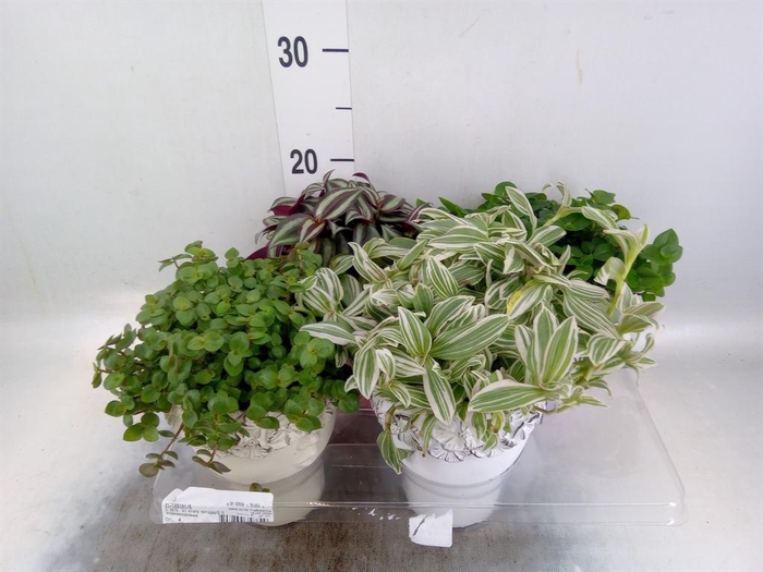 <h4>Arr.   Kamerplant Groen L%</h4>