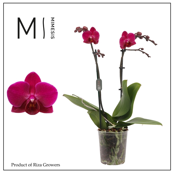 <h4>Mimesis Phal. Brazilian Fever - 2 spike 9cm</h4>