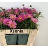COSMOS BIPINNATUS ROZE