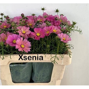 COSMOS BIPINNATUS ROZE