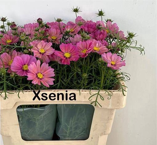 <h4>COSMOS BIPINNATUS ROZE</h4>