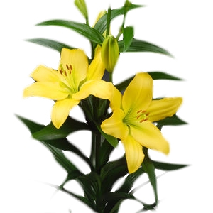 <h4>LIRIO NASHVILLE 070 CM HT 3/4 FLS</h4>