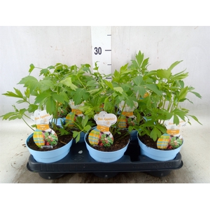 Levisticum officinale
